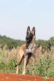 MALINOIS 307